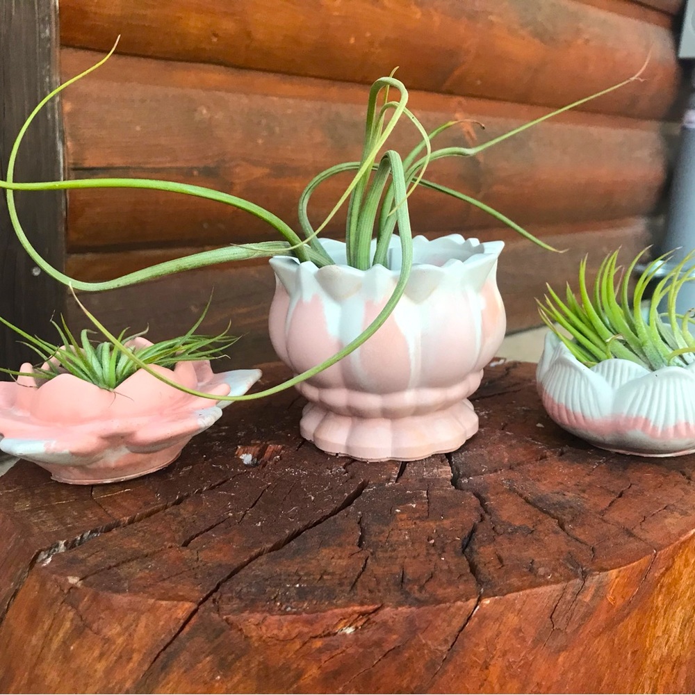 Lotus Cement Pot Set of (3)